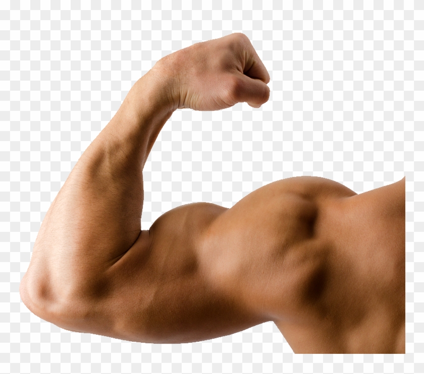 Muscle - Triceps And Biceps Png Clipart #188803