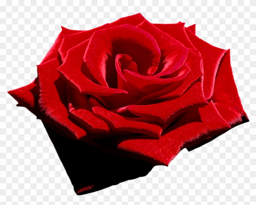 Velvet Red Rose, Png File, Attention Only The Maximum - Red And White Headers Clipart #189018
