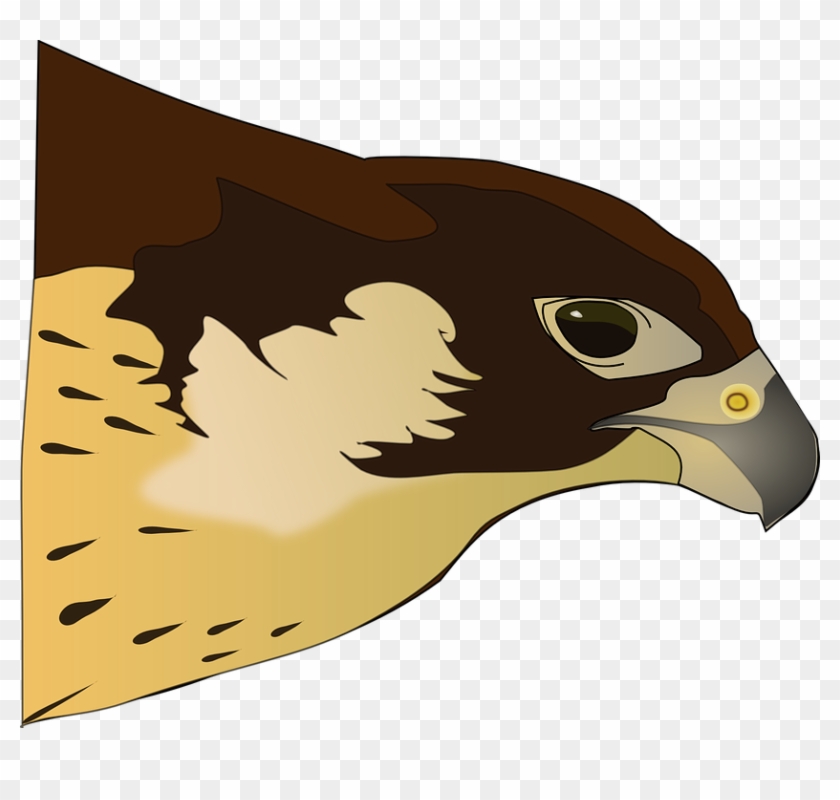 Raptor - Png Clipart Hawk Transparent Png