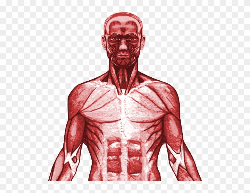 New Specification Gcse Pe Muscular System Powerpoint - Different Types Of Body Parts Clipart