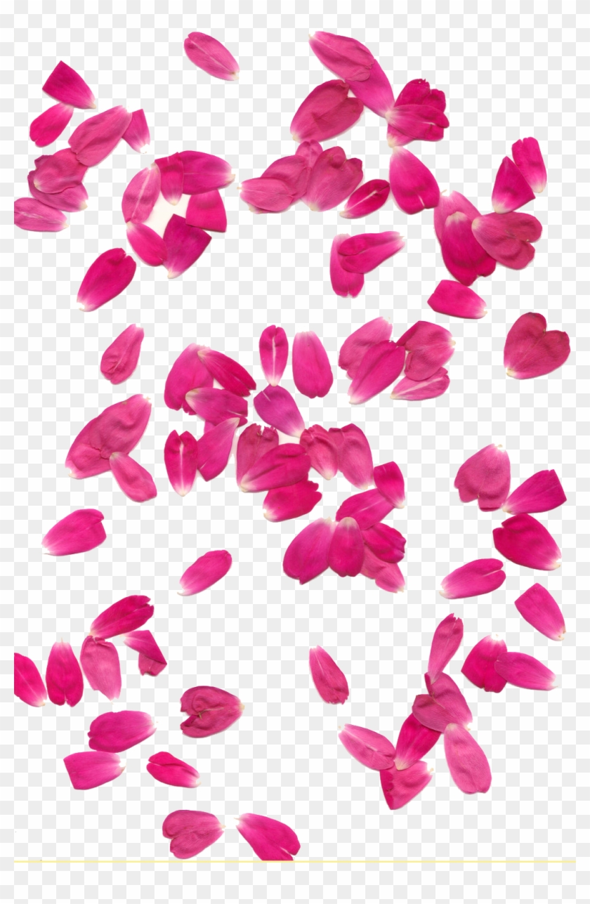 Rose Petals Transparent Background - Rose Flower Leaf Png Clipart