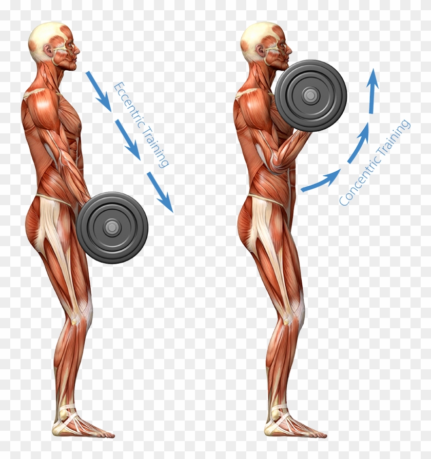 Graphic Representation Of The Human Muscular System - Muscular System Weight Lifting Clipart