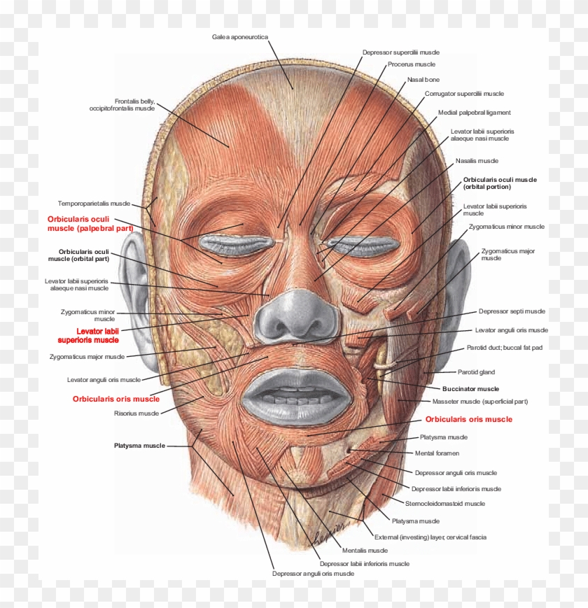 Muscles Of Facial Expression Note - Facial Muscles Clipart