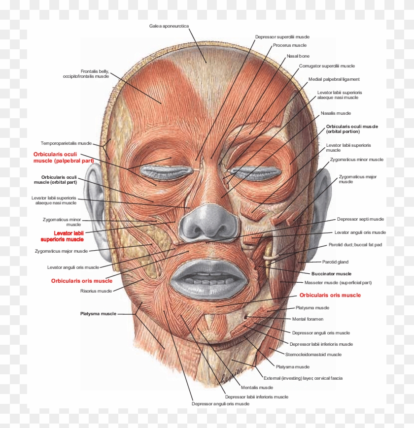 Muscles Of Facial Expression Note - Facial Muscles Clipart #189602