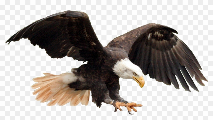 Bald Eagle Adler Raptor 337995 - Aguila Hd Png Clipart #189691