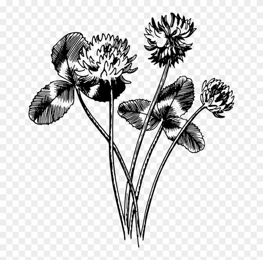 Drawing White Clover Four-leaf Clover Black And White - White Clover Four Leaves Clipart #1800823