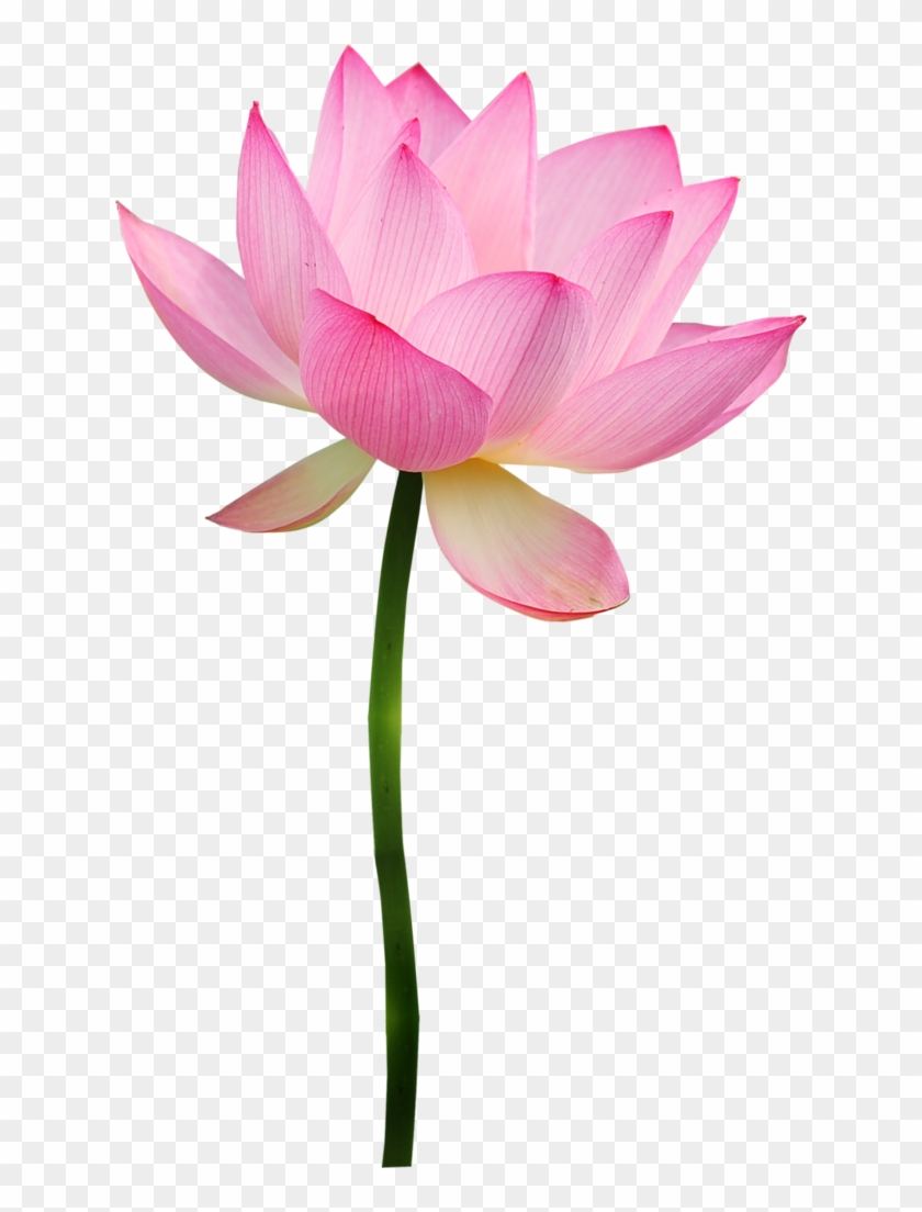 Flor Con Tallo Png Clipart