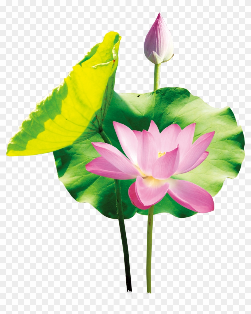 Arte Del Cartel - Sacred Lotus Clipart