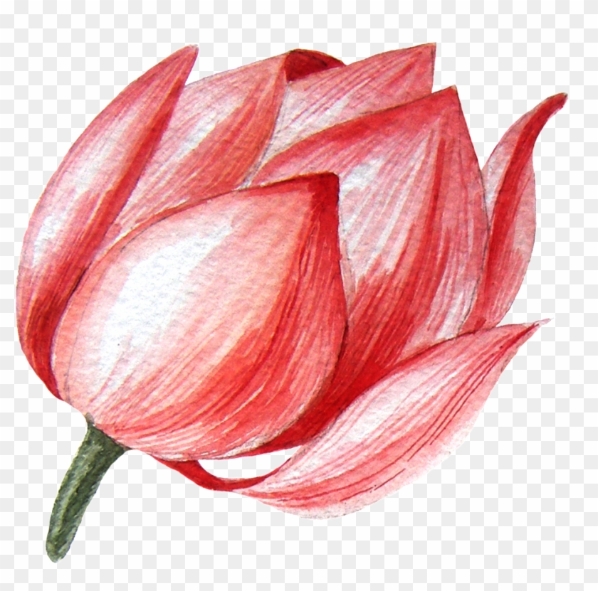 Lotus Flower Transparent Png This Graphics Clipart #1802209