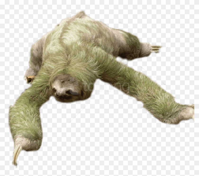 Free Png Download Sloth Looking Down Png Images Background - Sloth Png Clipart