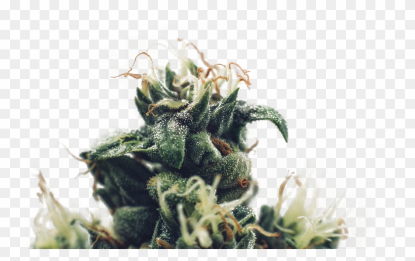 Barbary Coast - Rare Weed Strains Clipart