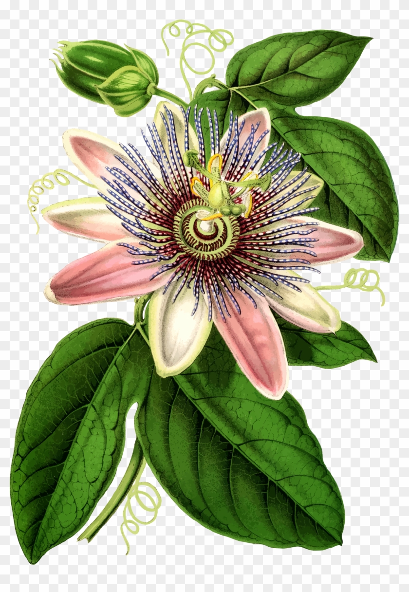 Passion Flower Clipart Vintage - Passion Fruit Flower Clipart - Png Download