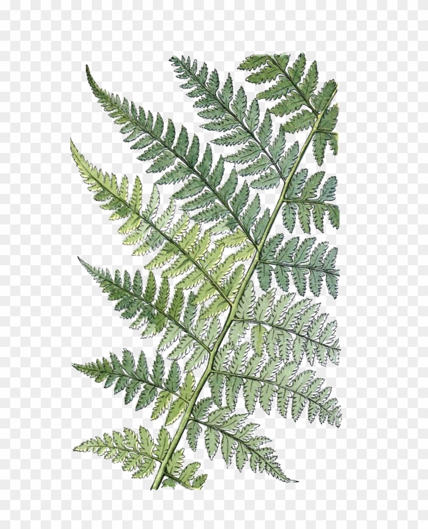 Fern Vector Daun - Fern Leaves Vintage Drawing Clipart