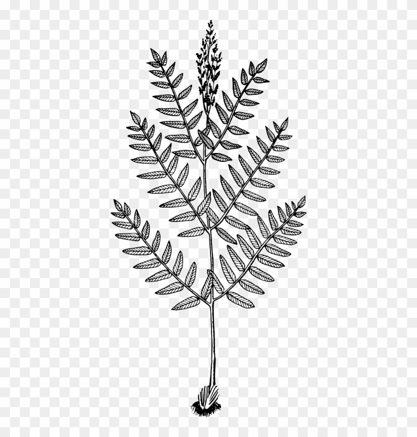 Medium Image - Fern Drawing Clipart #1804316