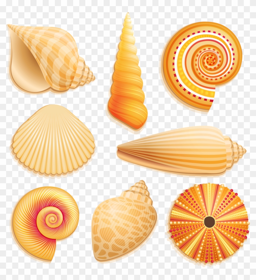 Seashells Clipart Underwater - Snail Sea Shell Clipart - Png Download