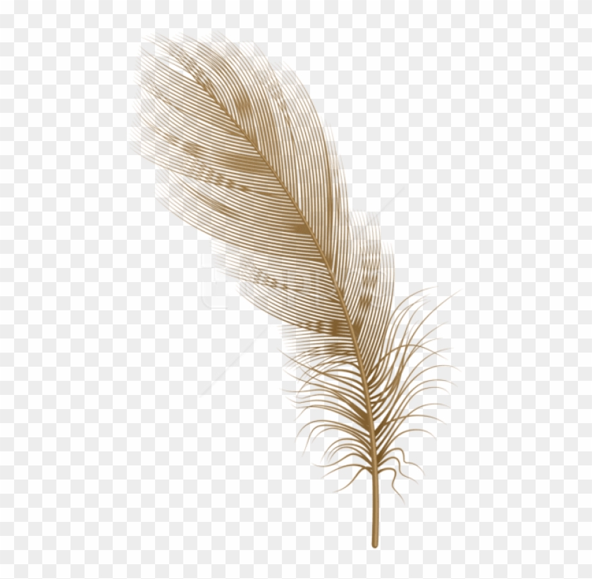 Download Feather Brown Png Clipart Png Photo - Illustration Transparent Png