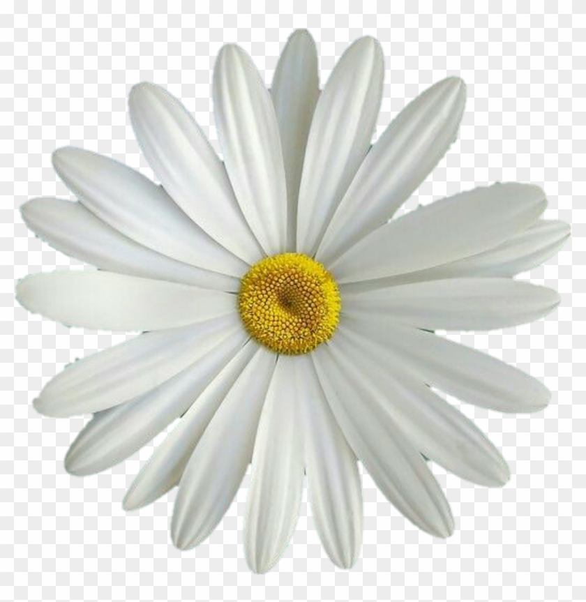 #flor #flores #flower #flowers #margarita #amarillo - Margarita Flor Png Clipart #1804853