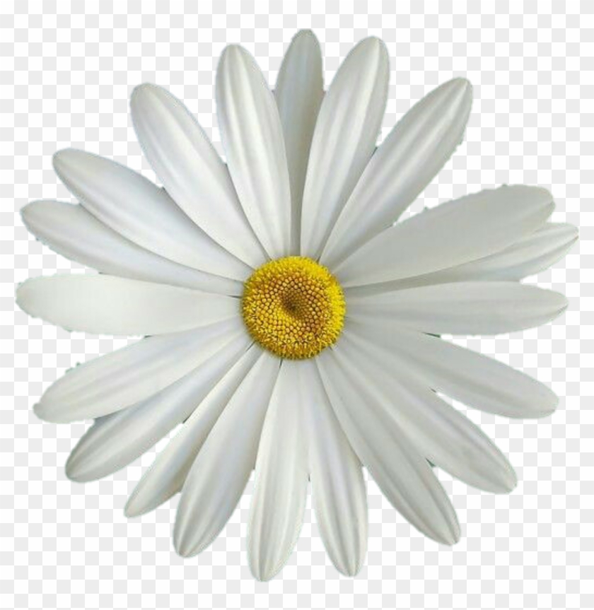 #flor #flores #flower #flowers #margarita #amarillo - Margarita Flor Png Clipart