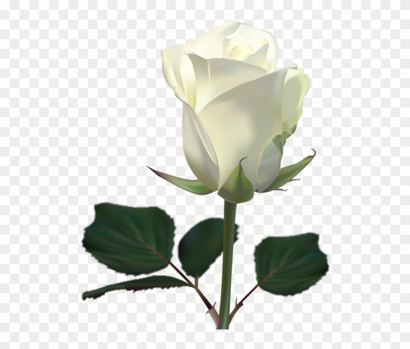 White Rose Clipart #1804868