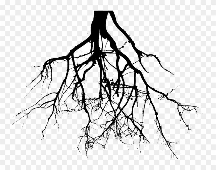 Lee Hodgkinson - Black And White Roots Clipart