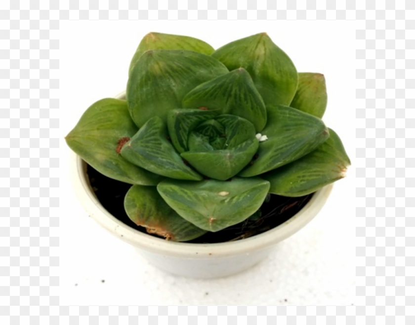 Haworthia Cuspidata Catevala Cuspidata Succulent Plant - Flowerpot Clipart