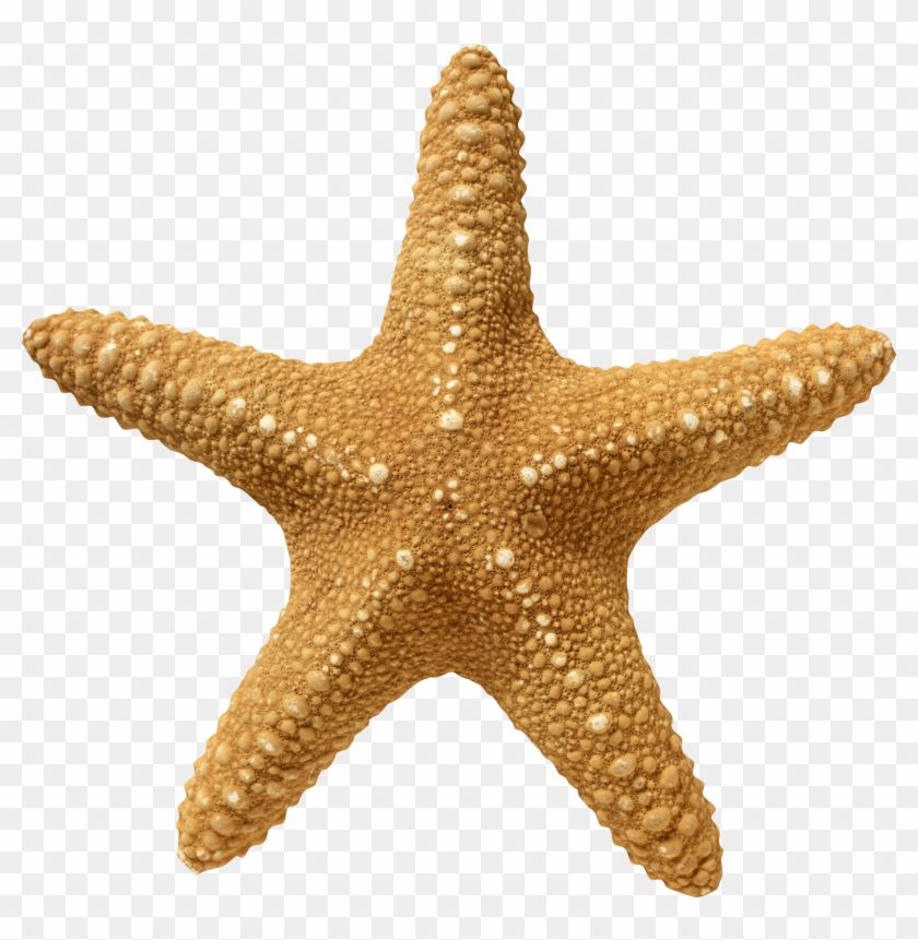 Starfish Png Clipart #1808312