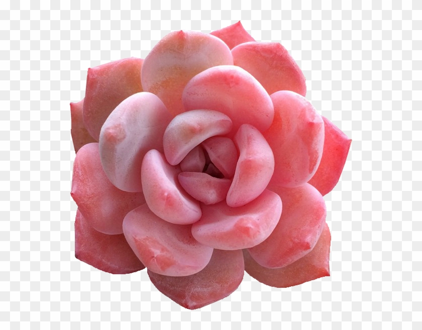 83 Images About Flora And Fauna On We Heart It - Red Succulent Clipart