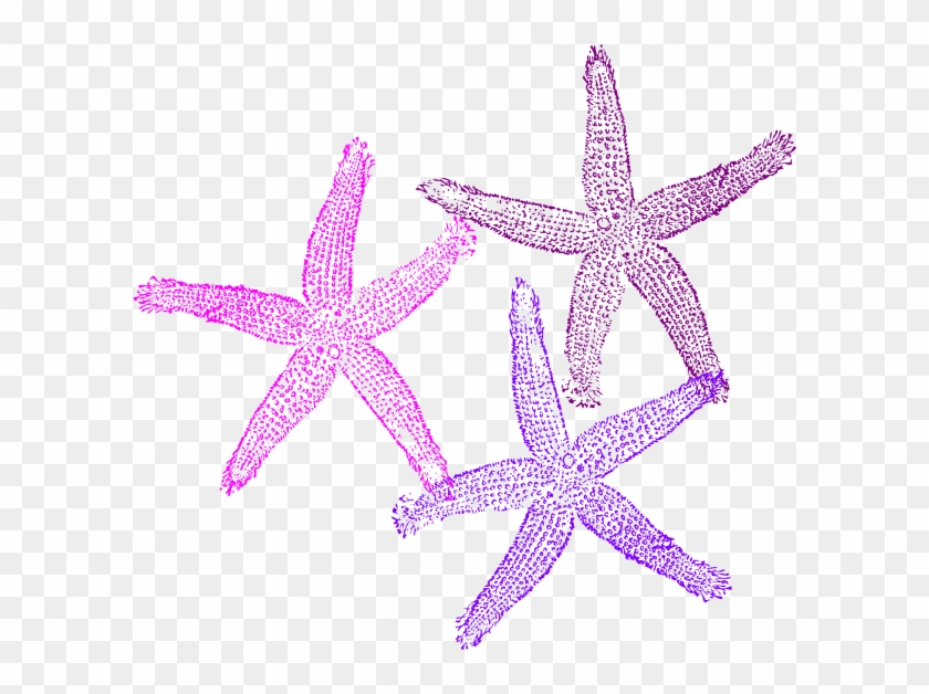 Small - Starfish Clipart No Background - Png Download