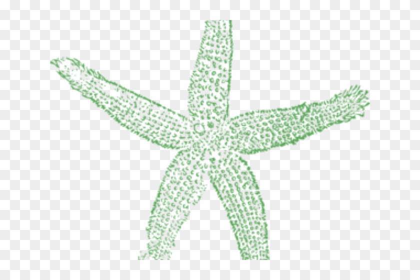 Starfish Clipart