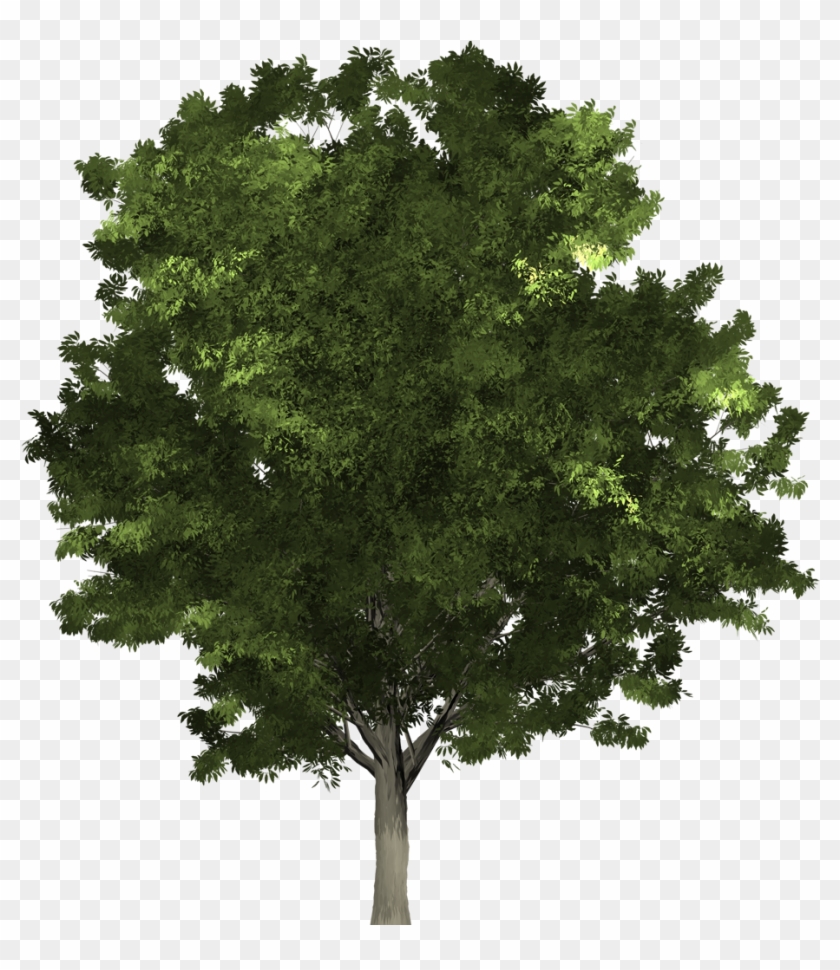 Tree To The Early Irish - Oak Clipart #1808825