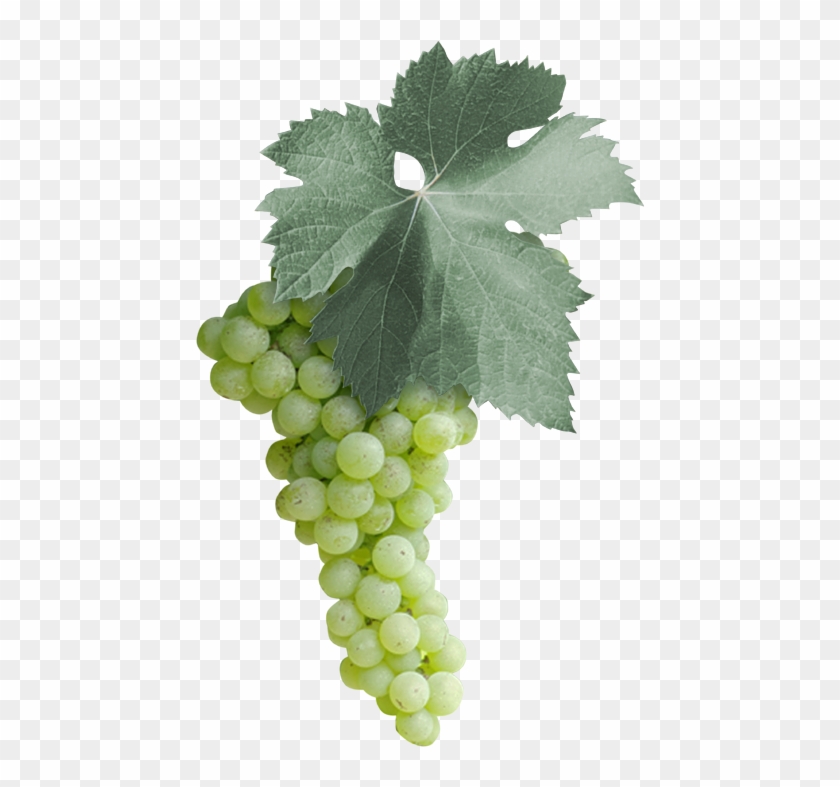 Among The 18 Malvasia Varieties In The Italian National - Malvasia Bianca Di Puglia Clipart