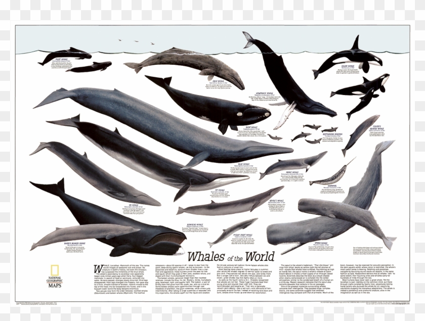 Humpback Whale Png - Whale Of The World Clipart #1811350
