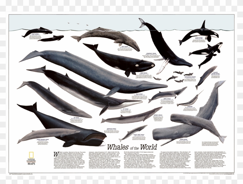 Humpback Whale Png - Whale Of The World Clipart