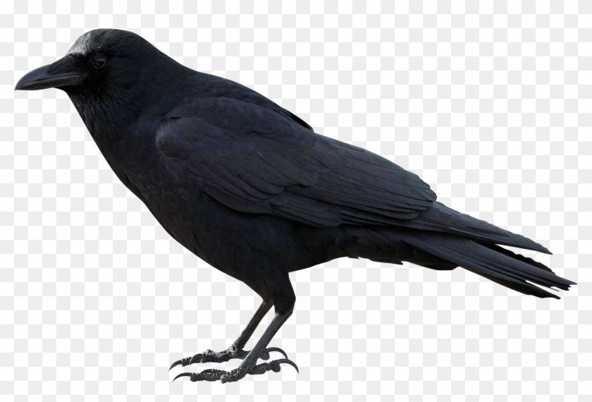 Crow Png Hd - Crow Png Clipart #1811640