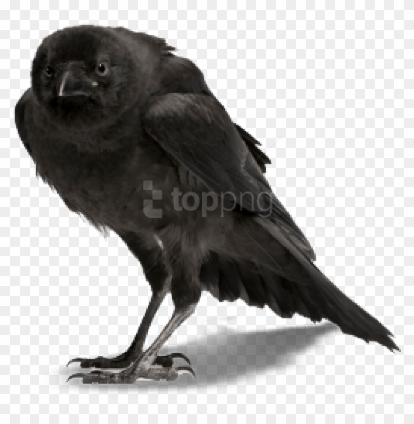 Free Png Download Crow Png Images Background Png Images - Ворон Пнг Clipart