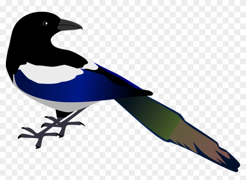 Crow Clipart Urraca - Magpie Clipart - Png Download