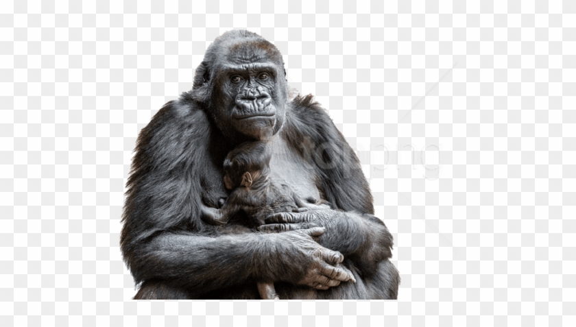 Free Png Gorilla S Png Images Transparent - Gorila Nížinná Clipart #1811930