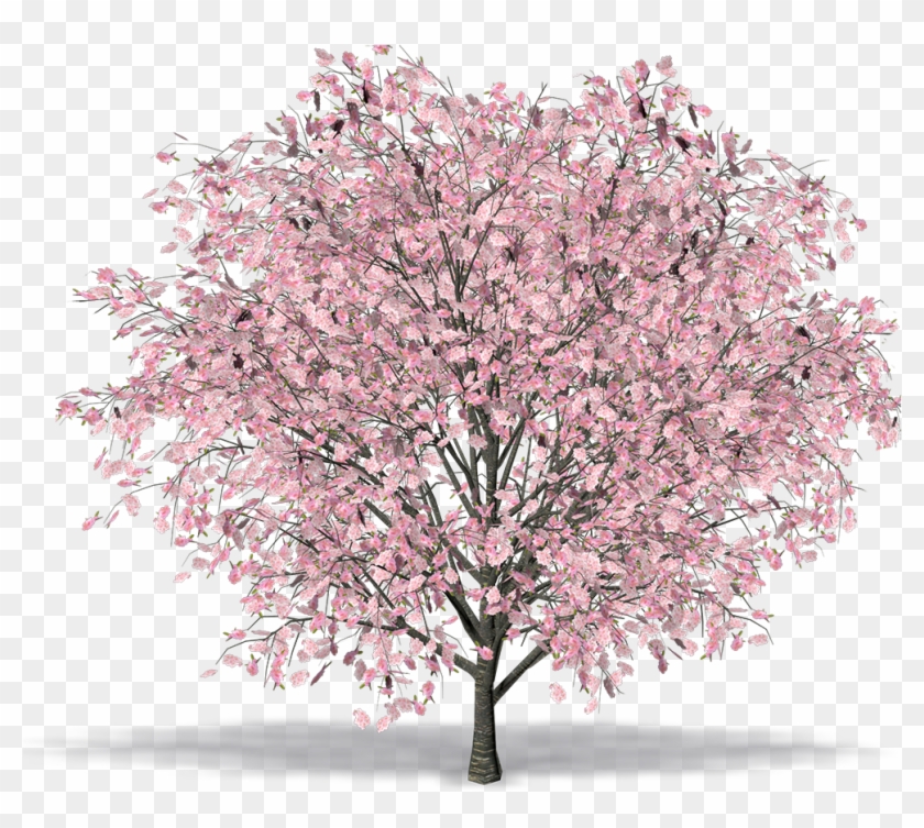 Oriental Cherry Cerisier Du Japon Png Clipart Pikpng Oriental Cherry Cerisier Du Japon Png Clipart Pikpng