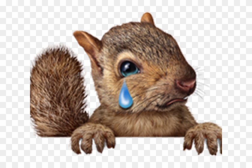 Squirrels Clipart Cute - Png Download #1812655