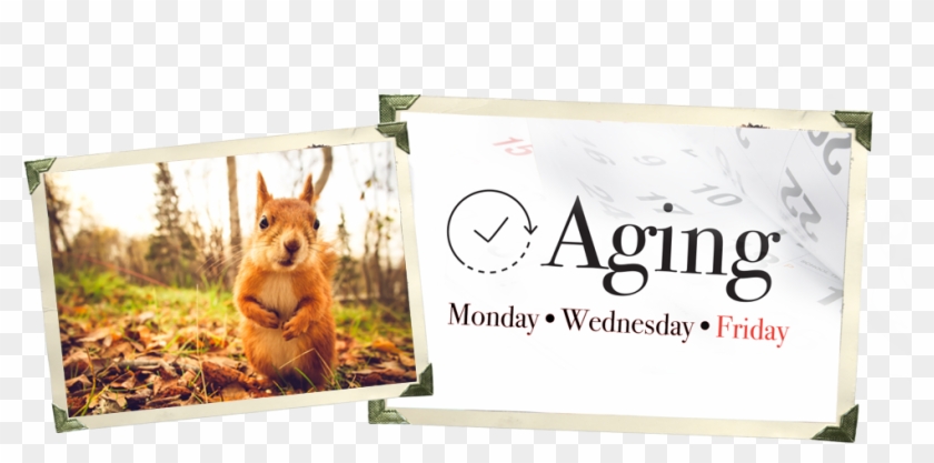 Squirrel Food - Babasling Clipart #1812660