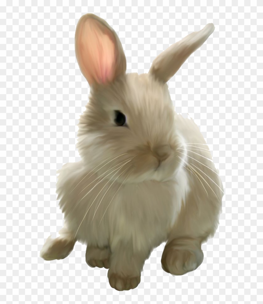 Easter Rabbit Png Image - Transparent Background Rabbit Png Clipart #1813190