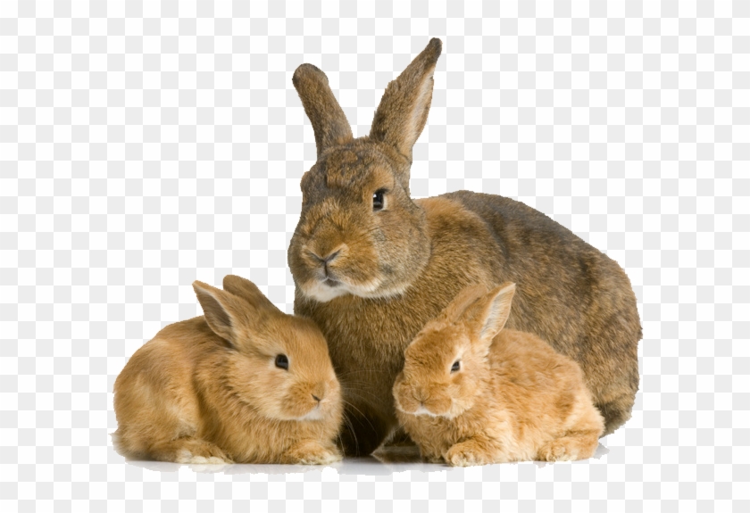Rabbit Bunny Transparent Images - Rabbit An Sexual Or Asexual Clipart