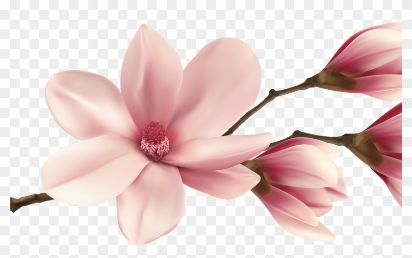 Spring Magnolia Branch Png Clip Art Image Magnolia - Magnolia Png Transparent Png #1813978