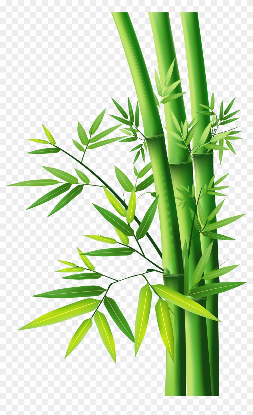 Bamboo Png Clipart #1814403