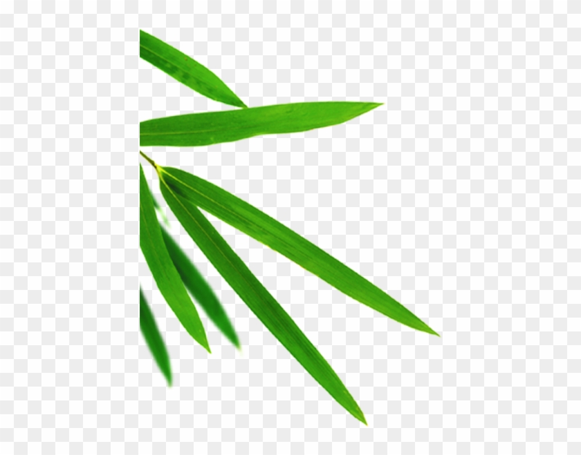 640 X 640 9 - Transparent Bamboo Leaf Png Clipart #1814460