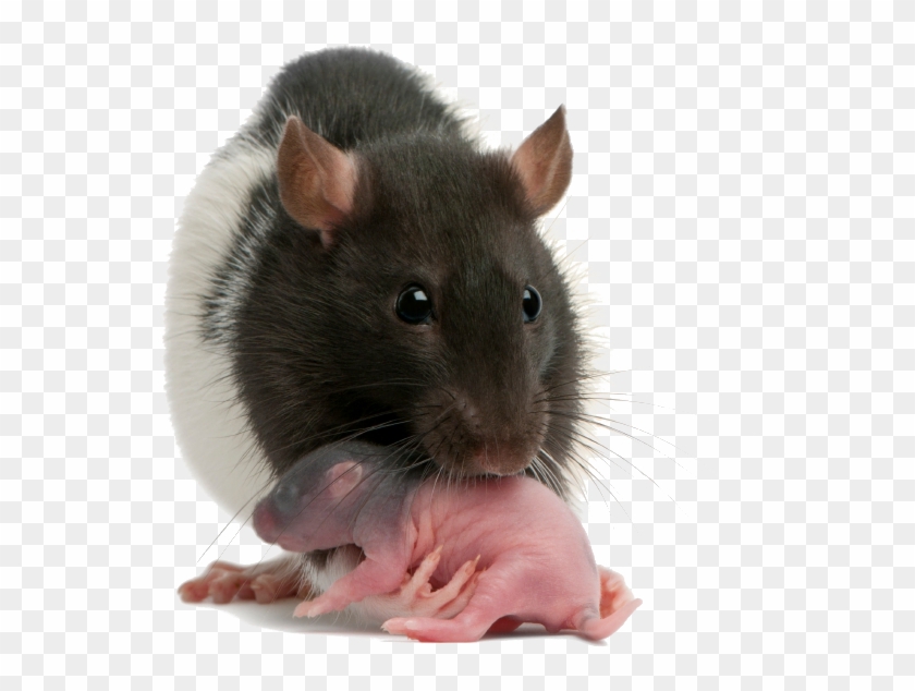 Infant Rats Clipart #1814802
