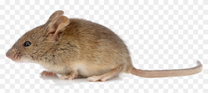 2295 X 1485 26 - Mice Png Clipart #1814830