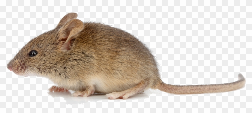 2295 X 1485 26 - Mice Png Clipart