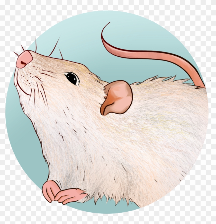 3 Dec - Flores Fuxico Clipart