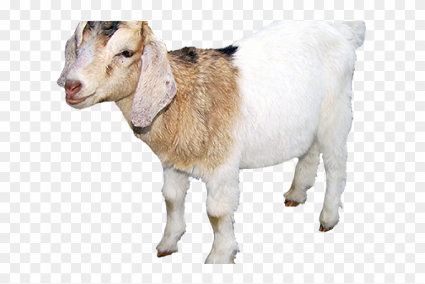 Portable Network Graphics Clipart #1815192